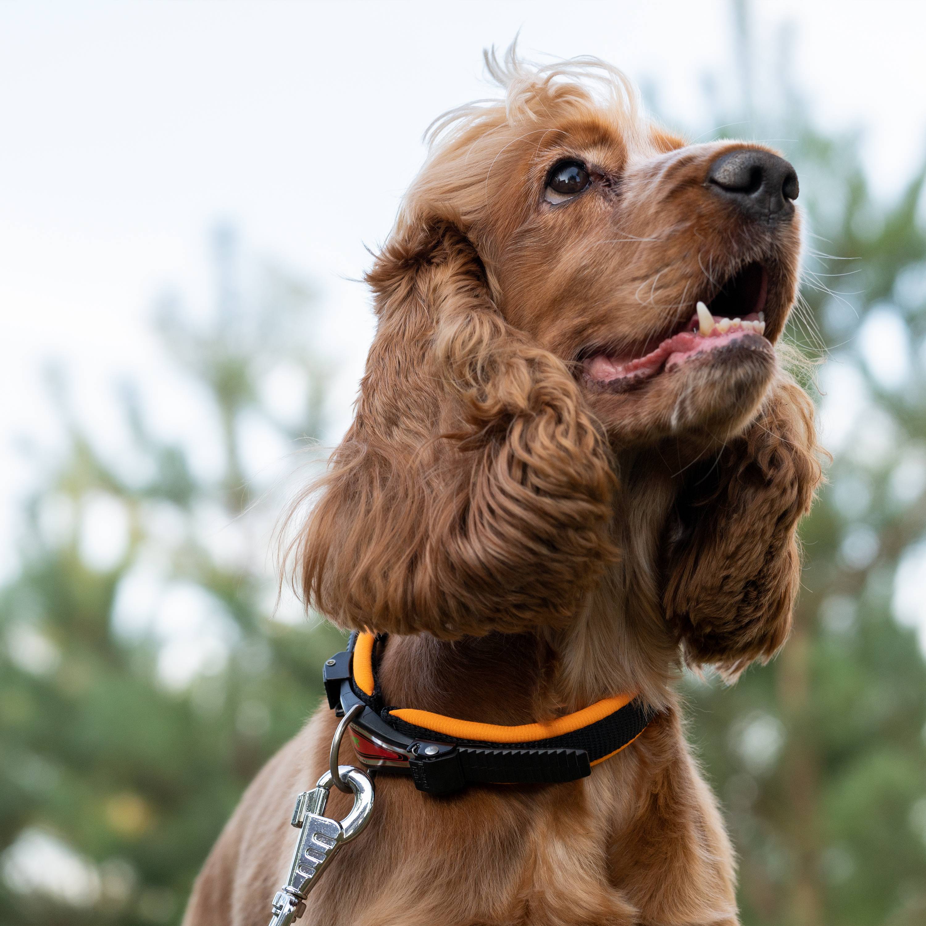 Ferplast - Collier Ergonomique pour Chiens ERGOFLUO C15/42 avec Rembourrage et Fermeture à Micro-régulation - Imagen 4