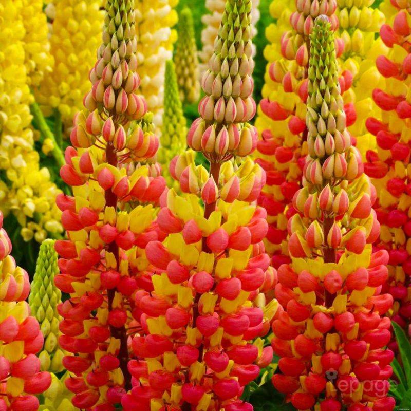 3 Lupins 'Gladiator' (Lupinus 'Gladiator') - Lot de 3 vivaces - Pépinières Naudet - Imagen 1