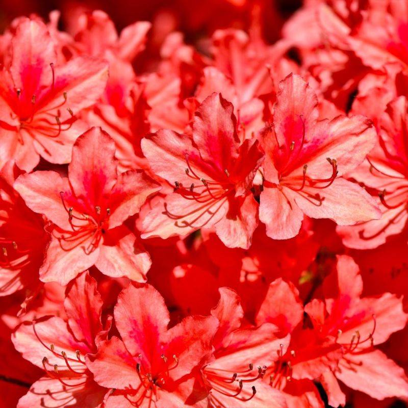 Rhododendron 'Apple Blossom' (Rhododendron 'Apple Blossom') - Godet 9cm - Pépinières Naudet - Imagen 1