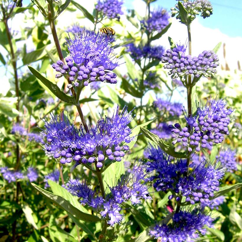 Caryopteris x clandonensis Camara Dark Blue - Spirée bleue Godet de 8/9 cm - Image 1