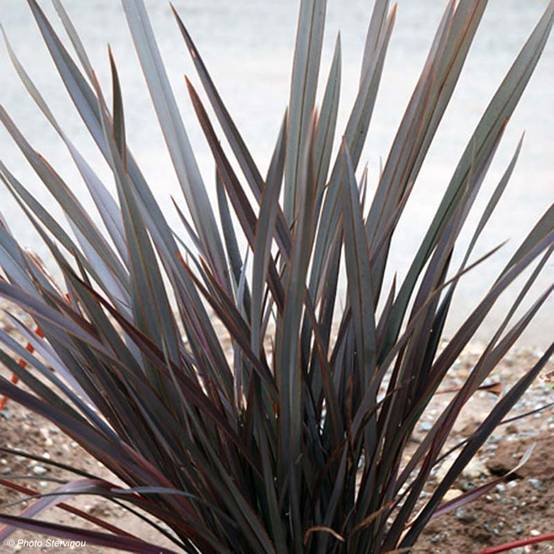 Promesse de Fleurs - Phormium Dark Delight - Lin de Nouvelle-Zélande Pot de 4L/5L