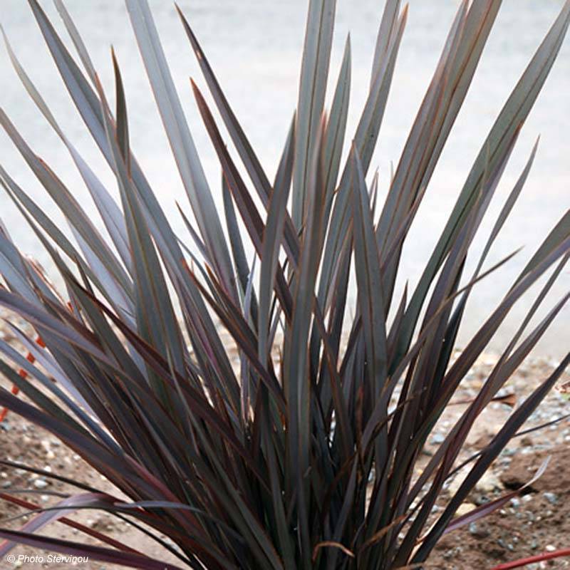 Promesse de Fleurs - Phormium Dark Delight - Lin de Nouvelle-Zélande Pot de 4L/5L