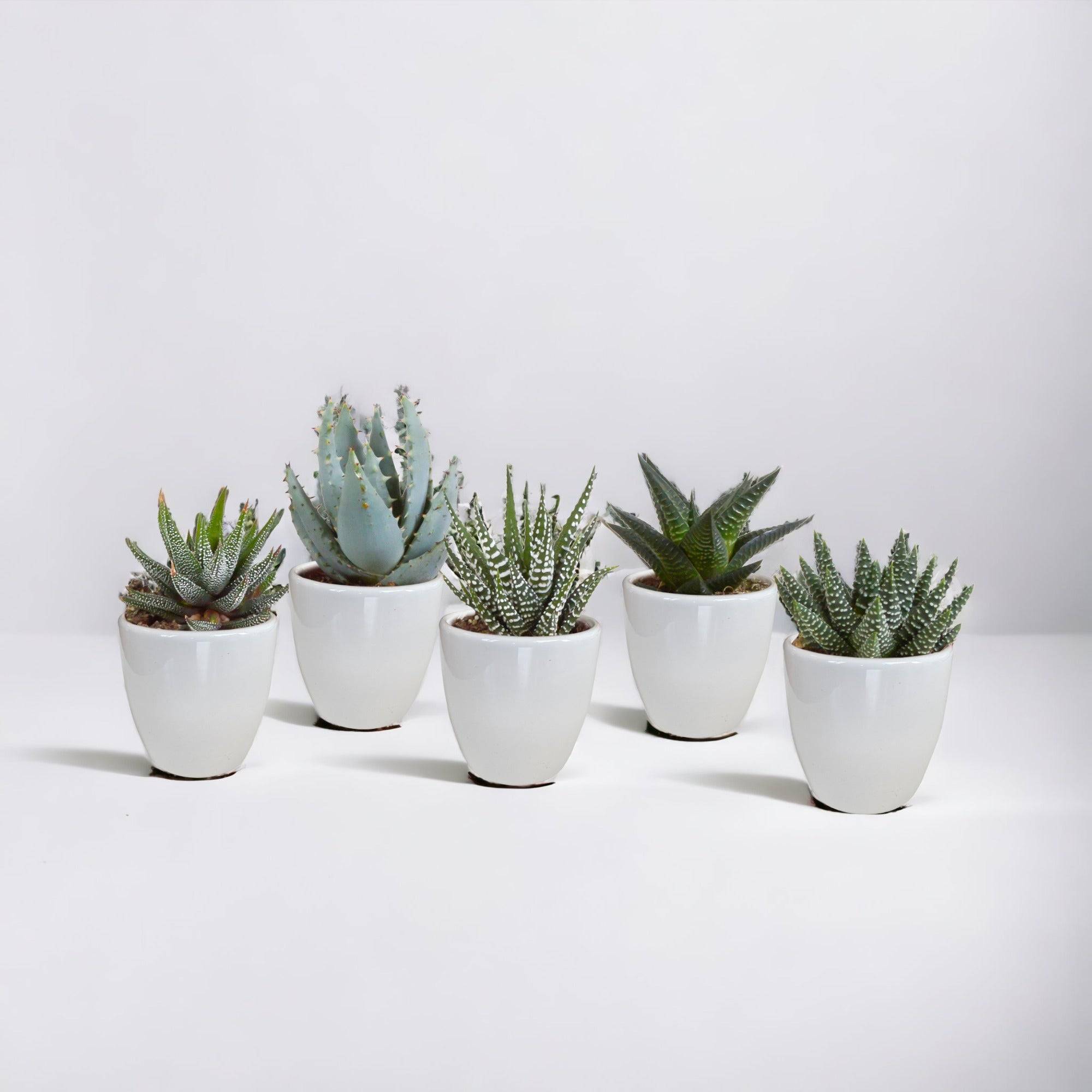 Coffret Gasteria, Haworthia et ses caches-pots blancs - Lot de 5 plantes, h13cm- La Green Touch