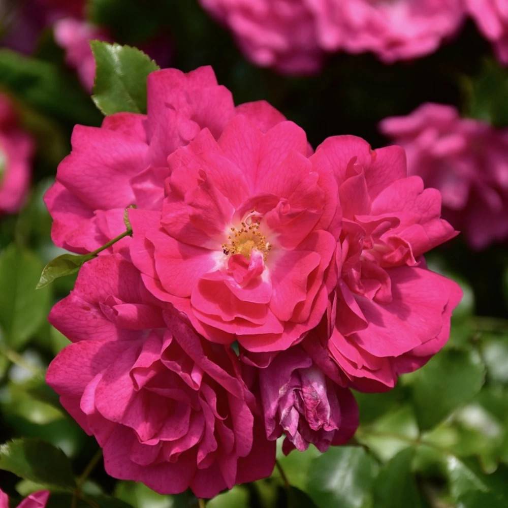 Rosier grimpant Excelsa à fleurs Rose - feuillage Caduc - Pot de 15L - 100/150 cm-  hauteur à maturité De 3,00 m à 5,00 m - Image 1