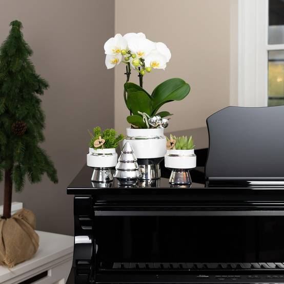 Le Chic : Pot en céramique blanche argentée- La Green Touch - Image 3