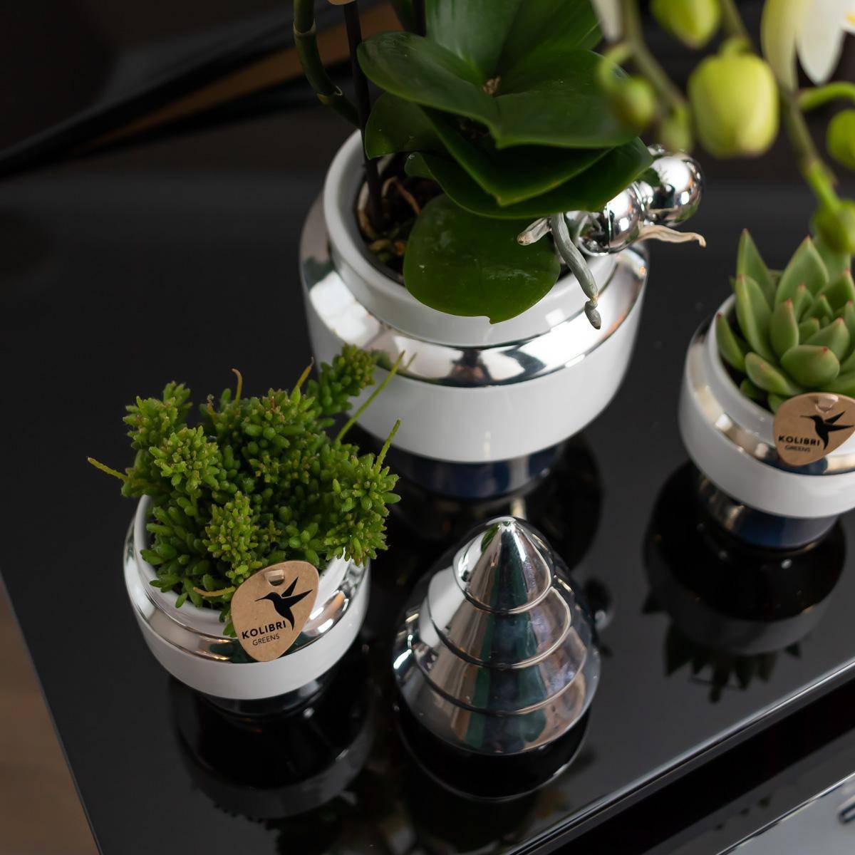 Le Chic : Pot en céramique blanche argentée- La Green Touch - Image 6
