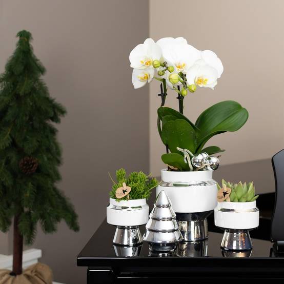 Le Chic : Pot en céramique blanche argentée- La Green Touch - Image 2