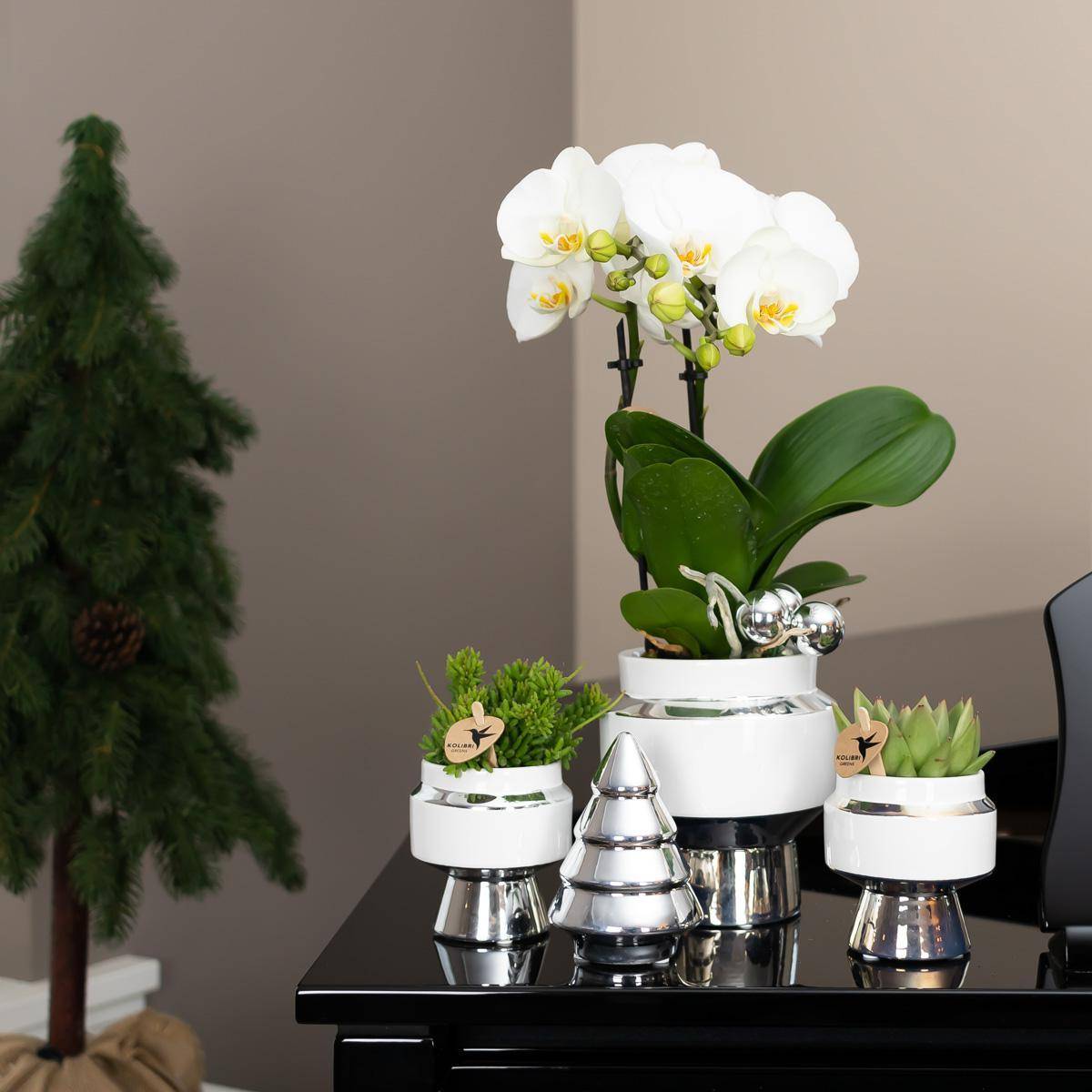 Le Chic : Pot en céramique blanche argentée- La Green Touch - Image 2