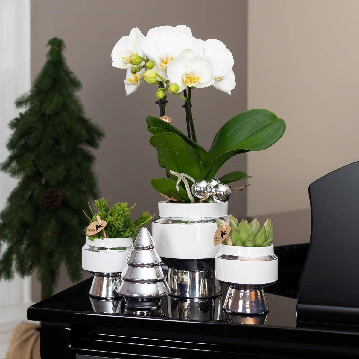 Le Chic : Pot en céramique blanche argentée- La Green Touch - Image 5