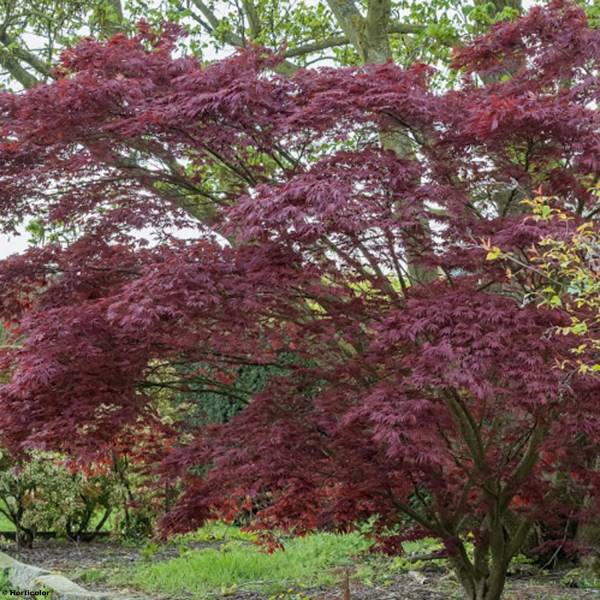 Érable du Japon - Acer palmatum Atropurpureum Pot de 20L/25L