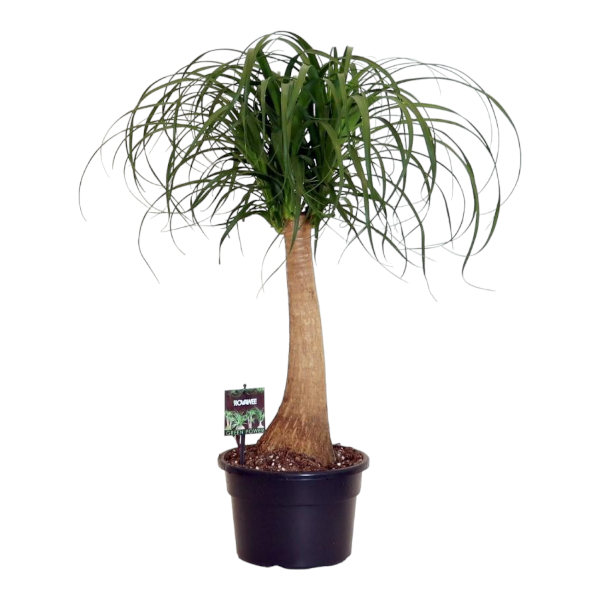 La Green Touch - Beaucarnea 80cm - Plante d'intérieur- La Green Touch