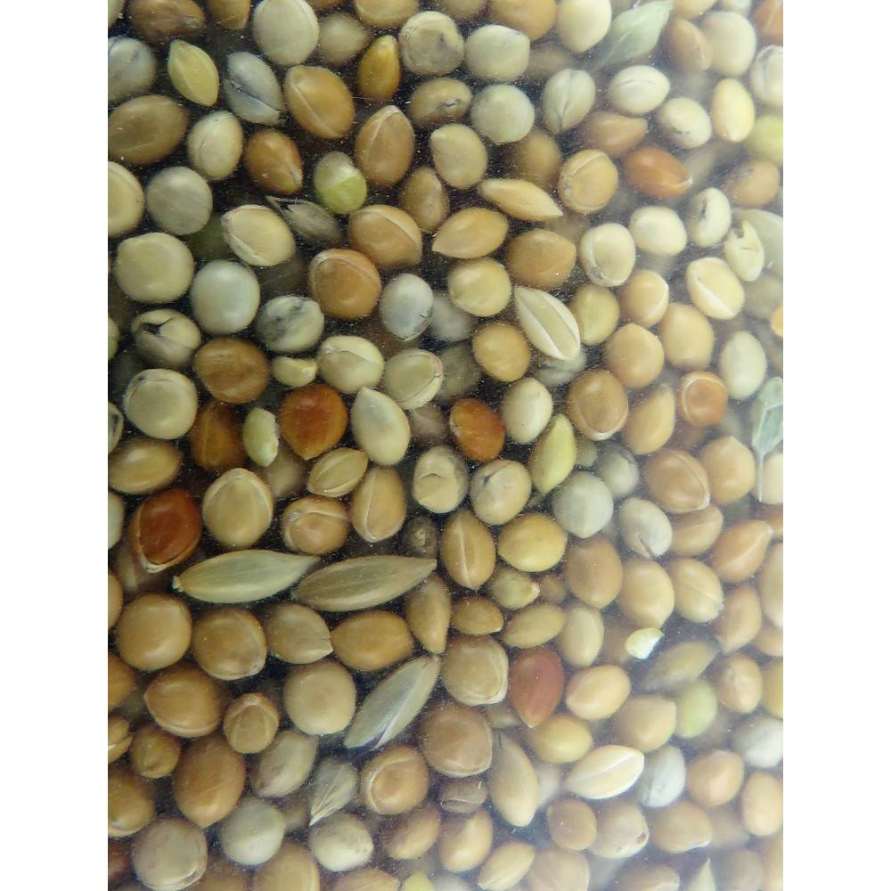 Zolux - Graines, alimentation oiseaux exotique nutrimeal - 12Kg - Imagen 2