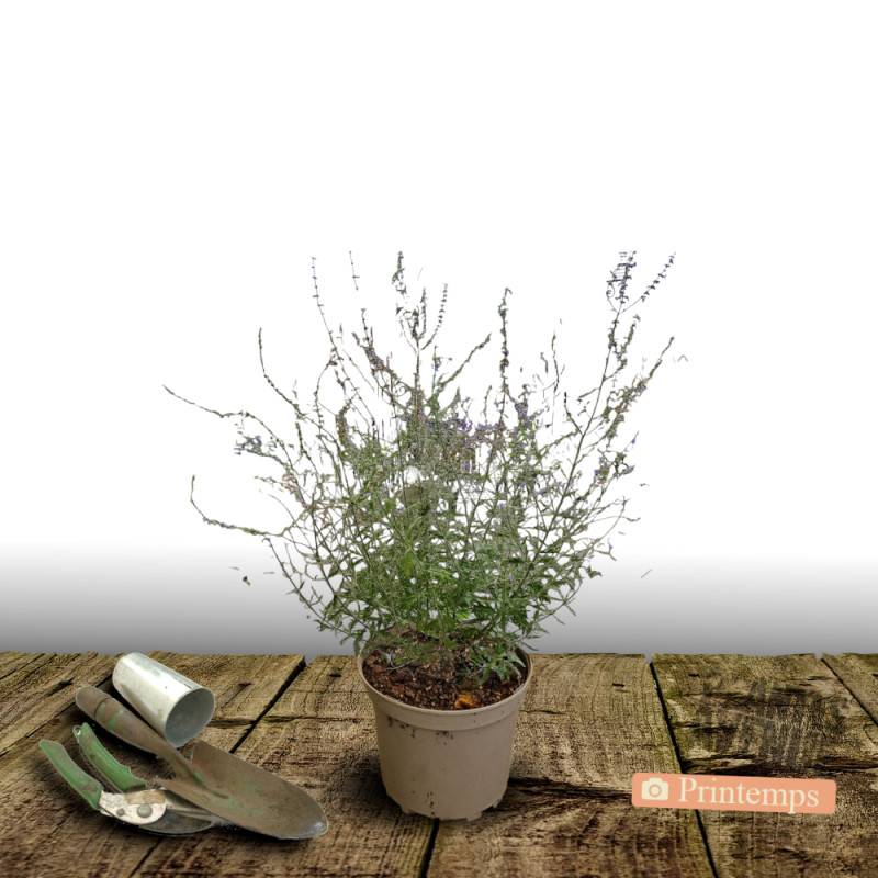 Lavande d'Afghanistan Blue Spire, Sauge Russe, Perovskia à fleurs Bleue - feuillage Persistant - Pot de 3L - 40/60 cm- hauteur à maturité De 0,50 m à - Image 4