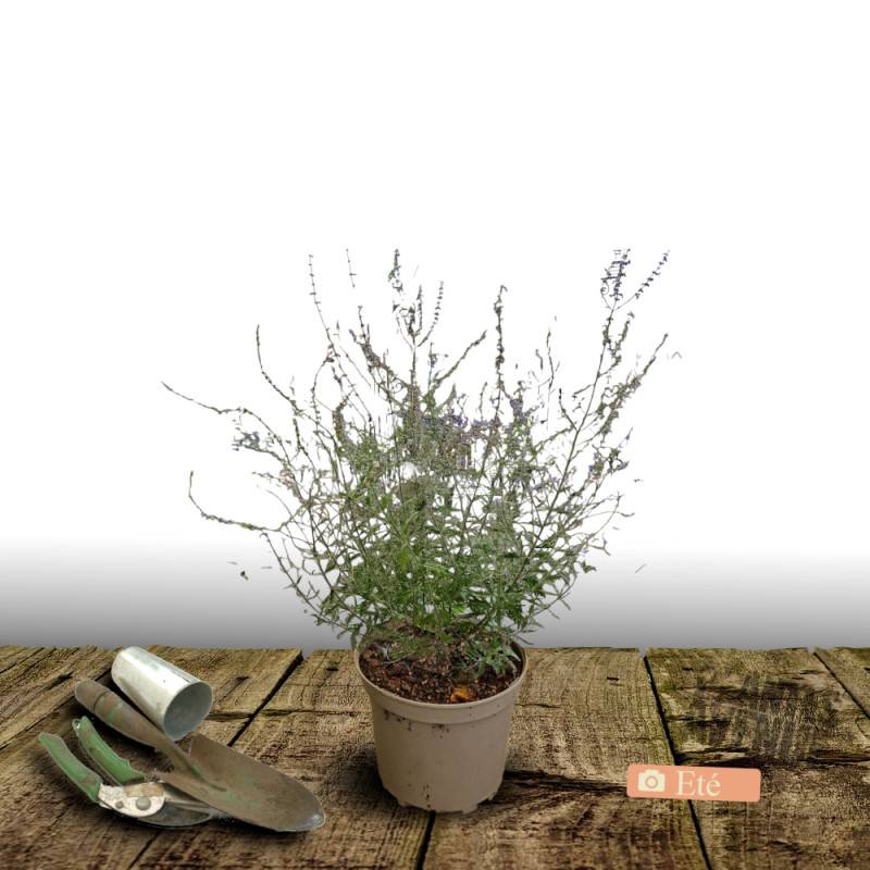 Lavande d'Afghanistan Blue Spire, Sauge Russe, Perovskia à fleurs Bleue - feuillage Persistant - Pot de 3L - 40/60 cm-  hauteur à maturité De 0,50 m à - Image 3