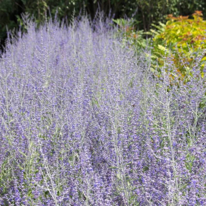 Lavande d'Afghanistan Blue Spire, Sauge Russe, Perovskia à fleurs Bleue - feuillage Persistant - Pot de 3L - 40/60 cm- hauteur à maturité De 0,50 m à - Image 1