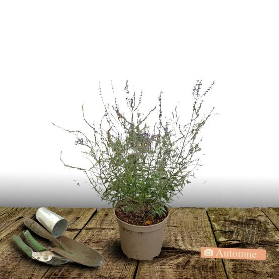 Lavande d'Afghanistan Blue Spire, Sauge Russe, Perovskia à fleurs Bleue - feuillage Persistant - Pot de 3L - 40/60 cm- hauteur à maturité De 0,50 m à - Image 2
