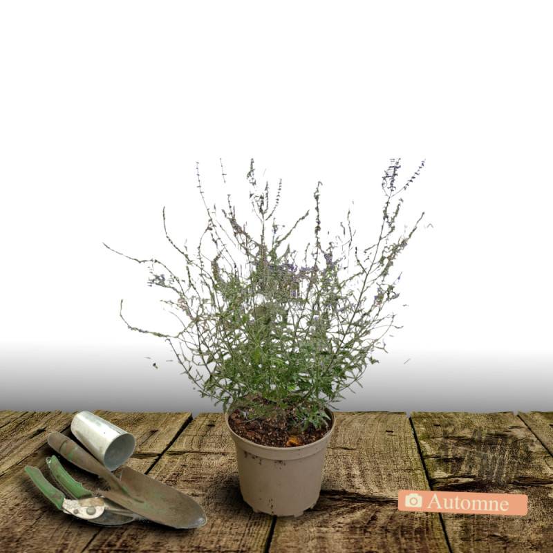 Lavande d'Afghanistan Blue Spire, Sauge Russe, Perovskia à fleurs Bleue - feuillage Persistant - Pot de 3L - 40/60 cm-  hauteur à maturité De 0,50 m à - Image 2