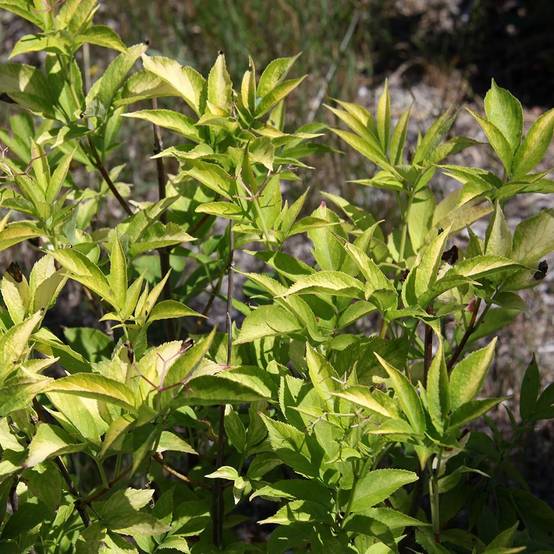 Sureau noir - Sambucus nigra Aurea Pot de 2L/3L