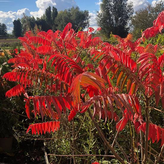 Sumac de Virginie - Rhus typhina Pot de 4L/5L