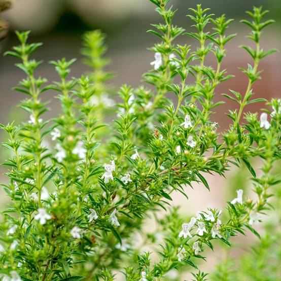 Promesse de Fleurs - Sarriette annuelle - Satureja hortensis le sachet de 1200 graines environ (1g)