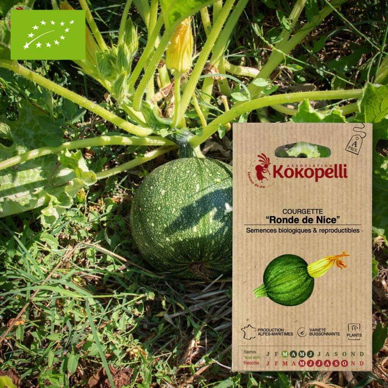 Courgette Ronde de Nice- Graines bio à semer - Imagen 1
