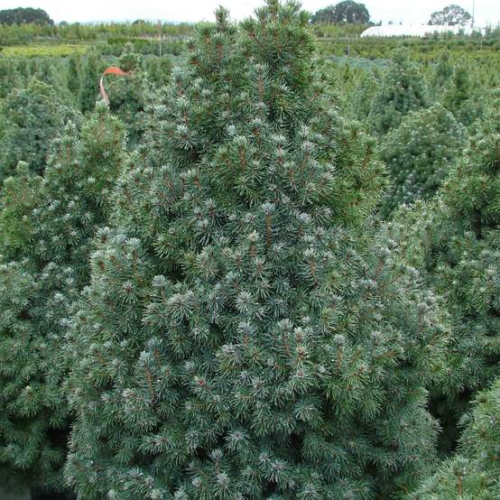 Epinette blanche - Picea glauca Sander's Blue Pot de 4L/5L - Image 1