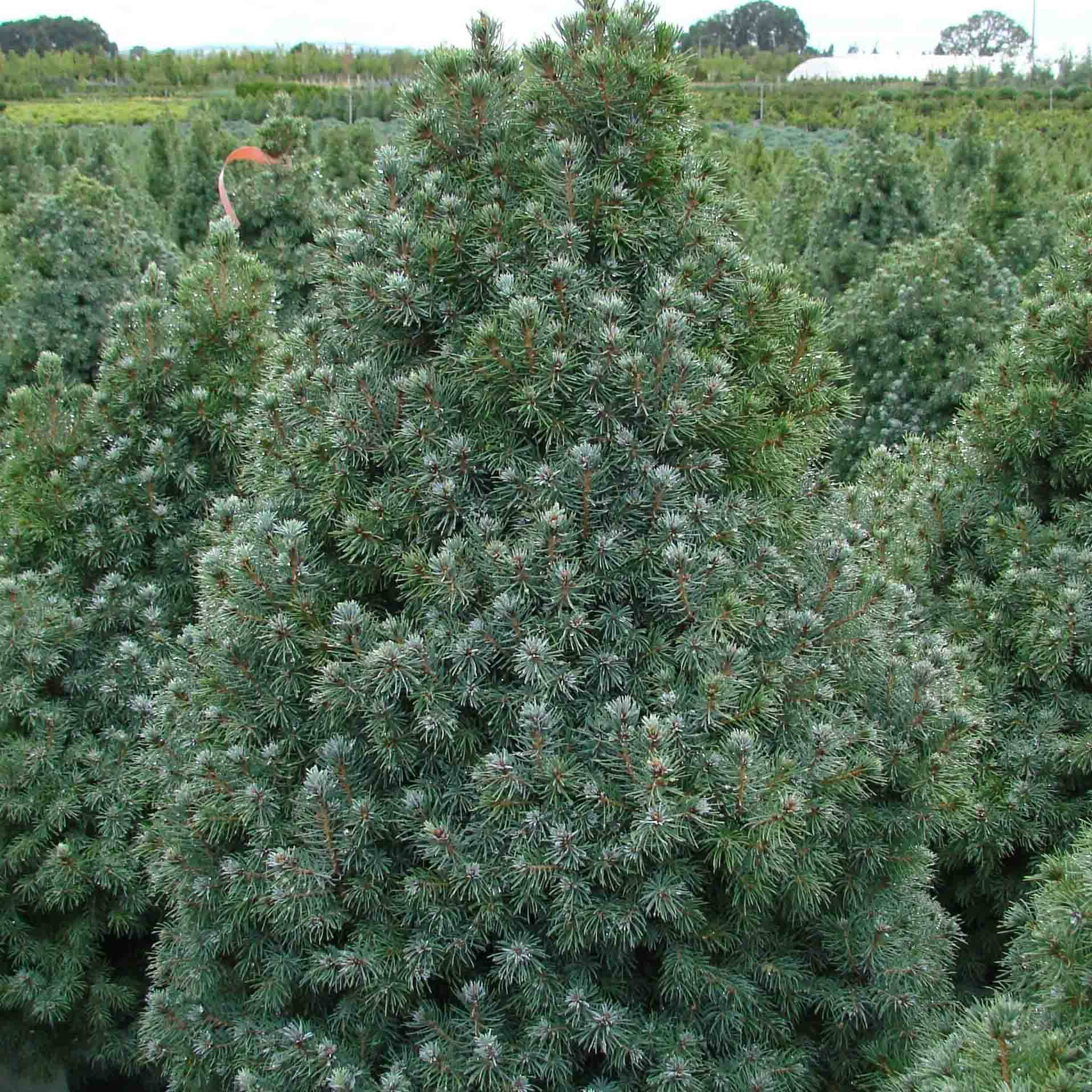 Epinette blanche - Picea glauca Sander's Blue                       Pot de 4L/5L - Image 1