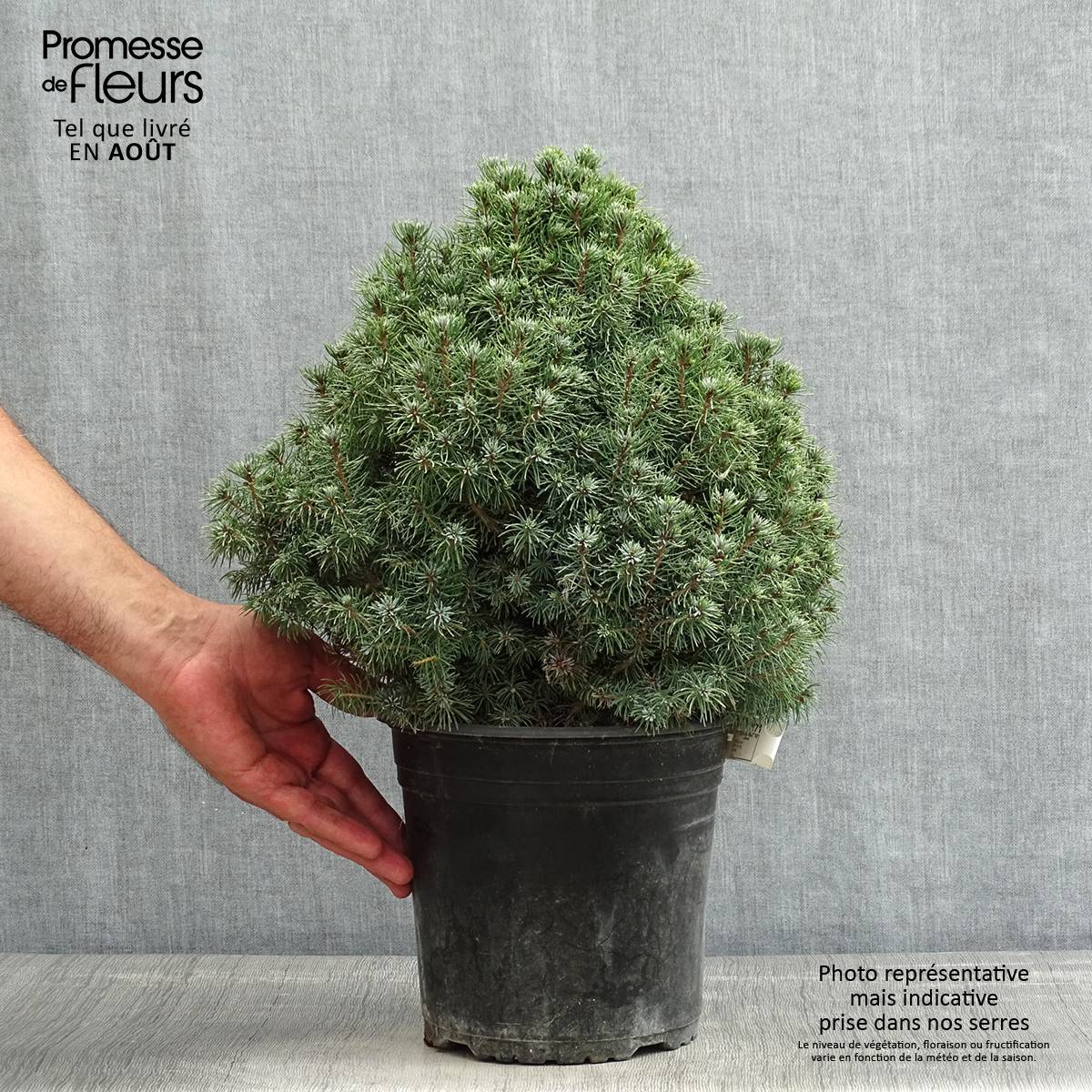 Epinette blanche - Picea glauca Sander's Blue                       Pot de 4L/5L - Image 2