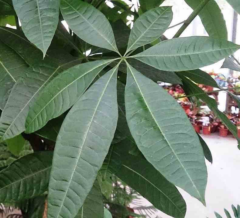 Sans Marque - Pachira aquatica (noix de Malabar, Châtaignier de Guyane, cacaoyer-rivière) Taille:Pot de 15 litres ? 170/190 cm - Image 4