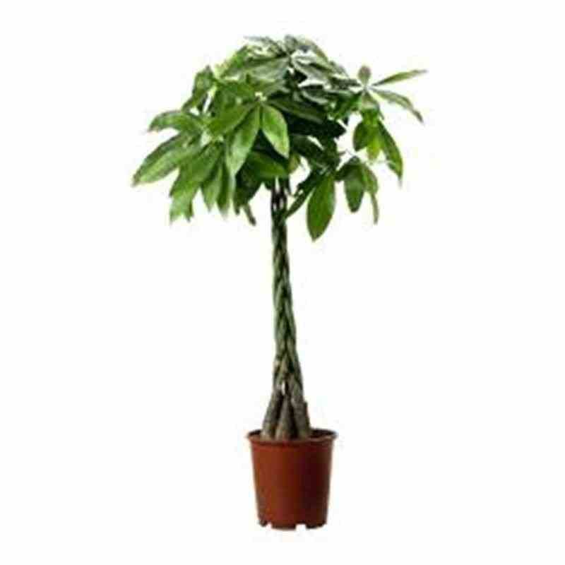 Sans Marque - Pachira aquatica (noix de Malabar, Châtaignier de Guyane, cacaoyer-rivière) Taille:Pot de 15 litres ? 170/190 cm - Image 3