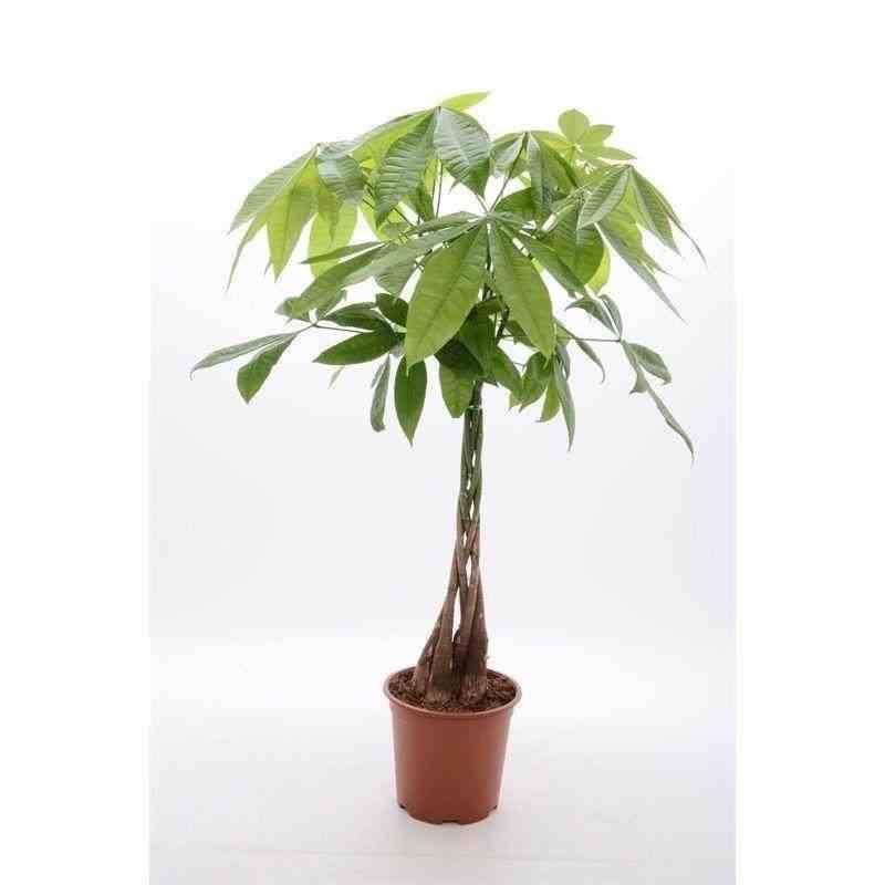 Sans Marque - Pachira aquatica (noix de Malabar, Châtaignier de Guyane, cacaoyer-rivière) Taille:Pot de 15 litres ? 170/190 cm - Image 2