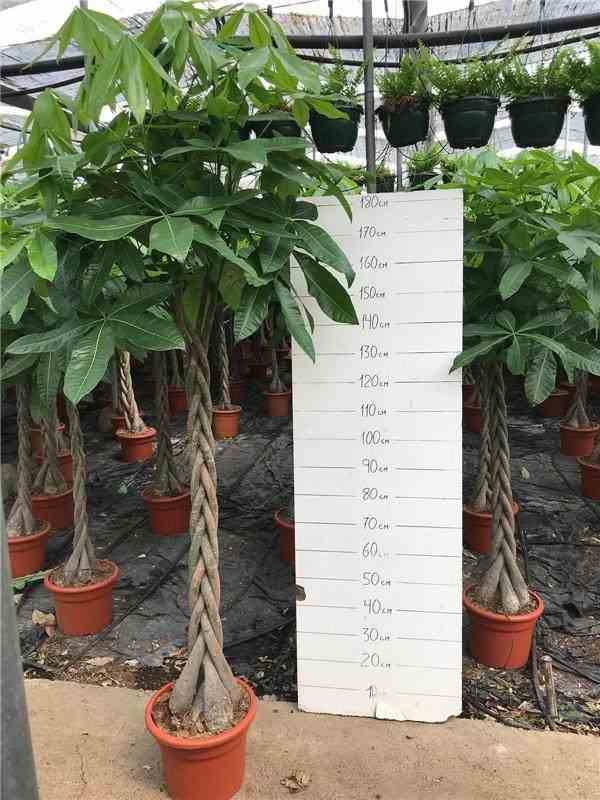 Sans Marque - Pachira aquatica (noix de Malabar, Châtaignier de Guyane, cacaoyer-rivière) Taille:Pot de 15 litres ? 170/190 cm - Image 5