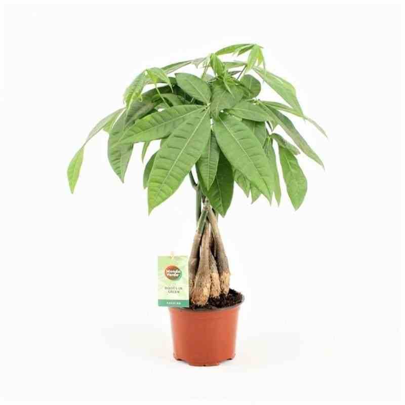 Sans Marque - Pachira aquatica (noix de Malabar, Châtaignier de Guyane, cacaoyer-rivière) Taille:Pot de 15 litres ? 170/190 cm - Image 1