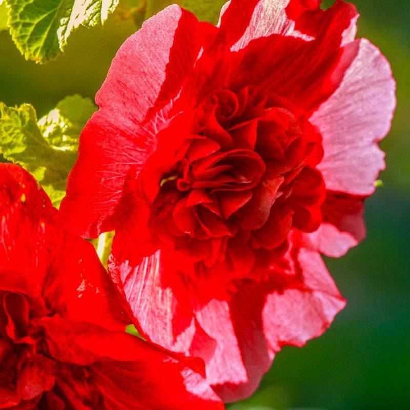 3 Roses Trémière 'Double Rouge' (Alcea Rosea Chater's) - Lot de 3 vivaces - Pépinières Naudet - Image 1