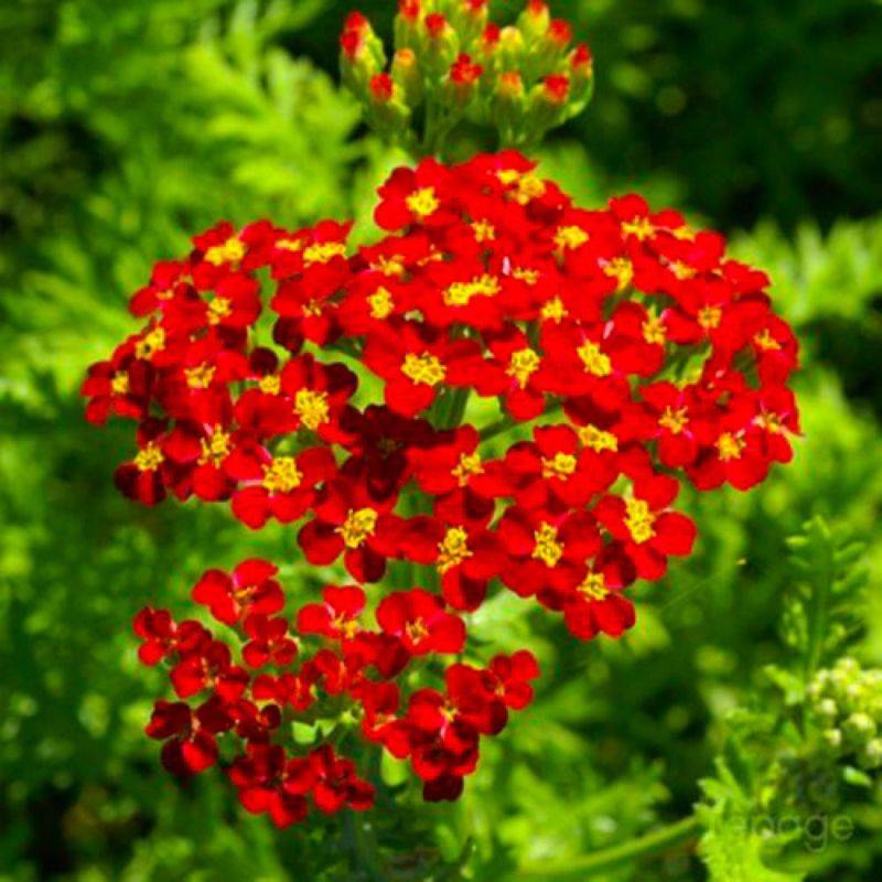 3 Achillées 'Fanal' (Achillea 'Fanal') - Lot de 3 vivaces - Pépinières Naudet