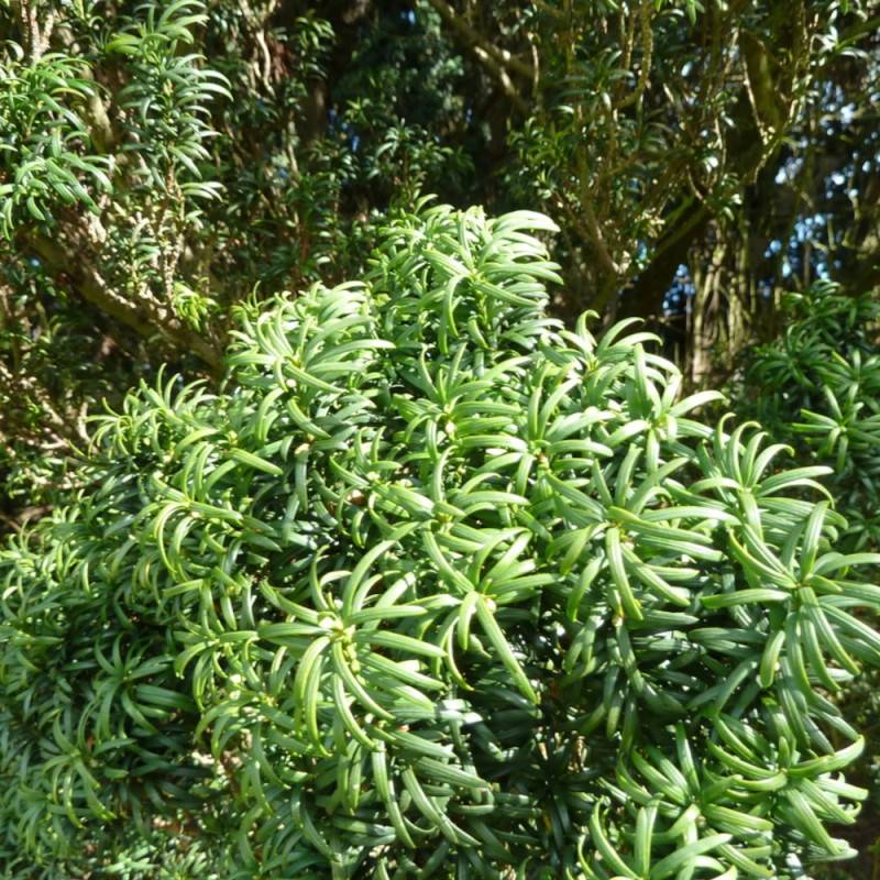 If commun, Taxus - Pot de 1,5L - 10/20 cm - Image 6