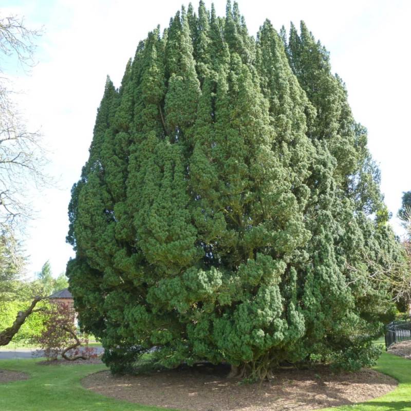 If commun, Taxus - Pot de 1,5L - 10/20 cm - Image 8