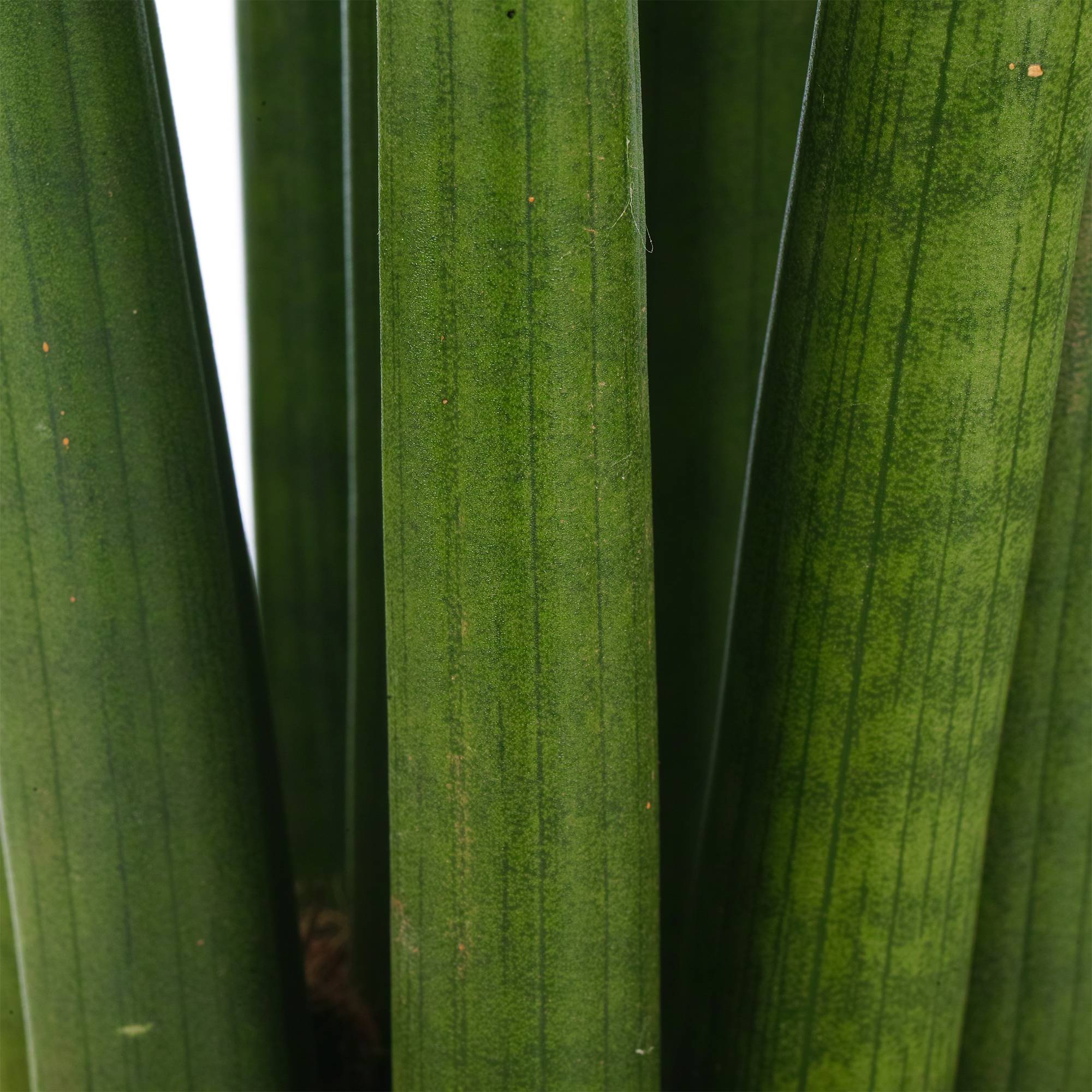 Gardenersdream - Sansevieria Cylindrica Spaghetti Plante D’Intérieur Pour La Maison Ou Le Bureau En Pot - GardenersDream - Imagen 2