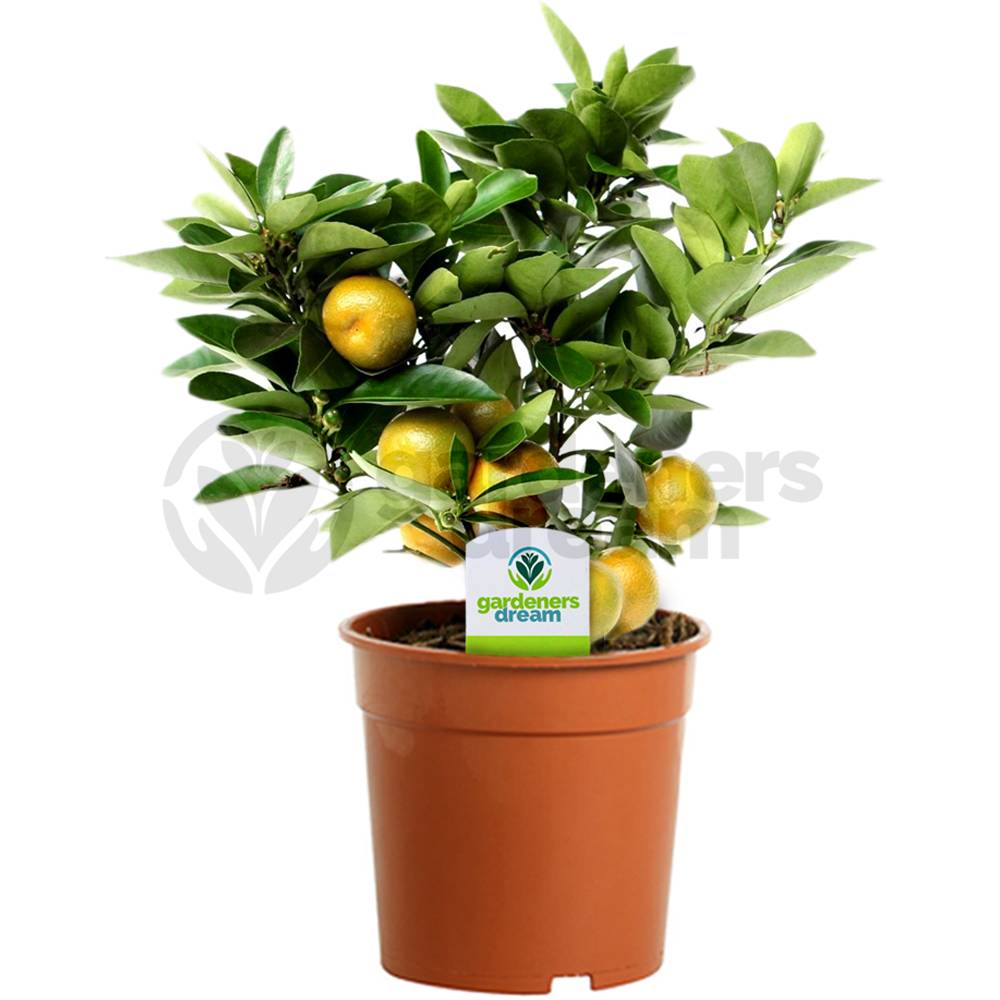 Gardenersdream - Citrus Calamondin – 1 X Oranger D'Appartement Pour La Maison Ou Le Bureau En Pot - GardenersDream