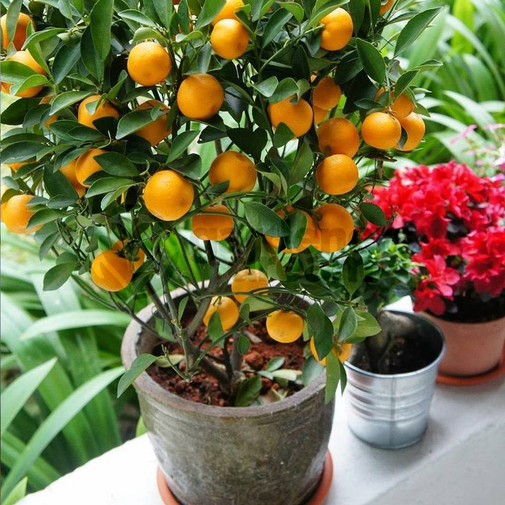 Gardenersdream - Citrus Calamondin – 1 X Oranger D'Appartement Pour La Maison Ou Le Bureau En Pot - GardenersDream - Imagen 2