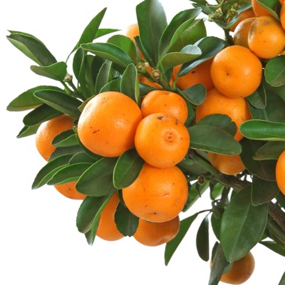Gardenersdream - Citrus Calamondin – 1 X Oranger D'Appartement Pour La Maison Ou Le Bureau En Pot - GardenersDream - Imagen 3