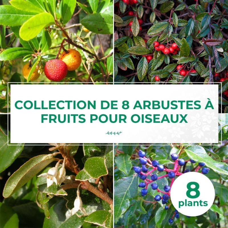 Collection 8 Arbustes à Fruits pour Oiseaux - Godet - Taille 20/40cm - Pépinières Naudet - Imagen 1