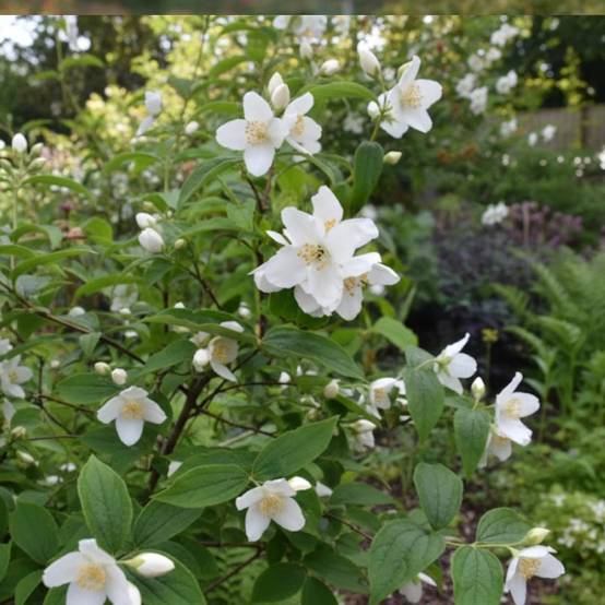 Seringat commun, Philadelphus à fleurs Blanche - feuillage Caduc - Pot de 4L - 40/60 cm- hauteur à maturité De 2,50 m à 3,00 m - Image 4