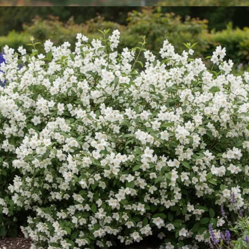 Seringat commun, Philadelphus à fleurs Blanche - feuillage Caduc - Pot de 4L - 40/60 cm-  hauteur à maturité De 2,50 m à 3,00 m - Image 3