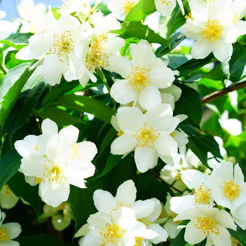 Seringat commun, Philadelphus à fleurs Blanche - feuillage Caduc - Pot de 4L - 40/60 cm-  hauteur à maturité De 2,50 m à 3,00 m - Image 2