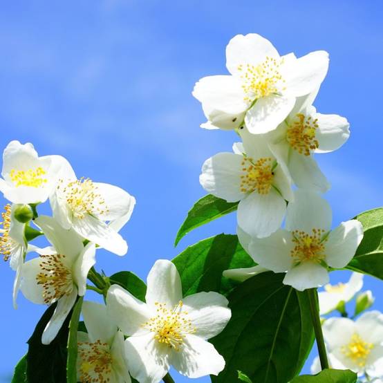 Seringat commun, Philadelphus à fleurs Blanche - feuillage Caduc - Pot de 4L - 40/60 cm- hauteur à maturité De 2,50 m à 3,00 m - Image 5