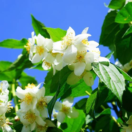 Seringat commun, Philadelphus à fleurs Blanche - feuillage Caduc - Pot de 4L - 40/60 cm- hauteur à maturité De 2,50 m à 3,00 m - Image 6