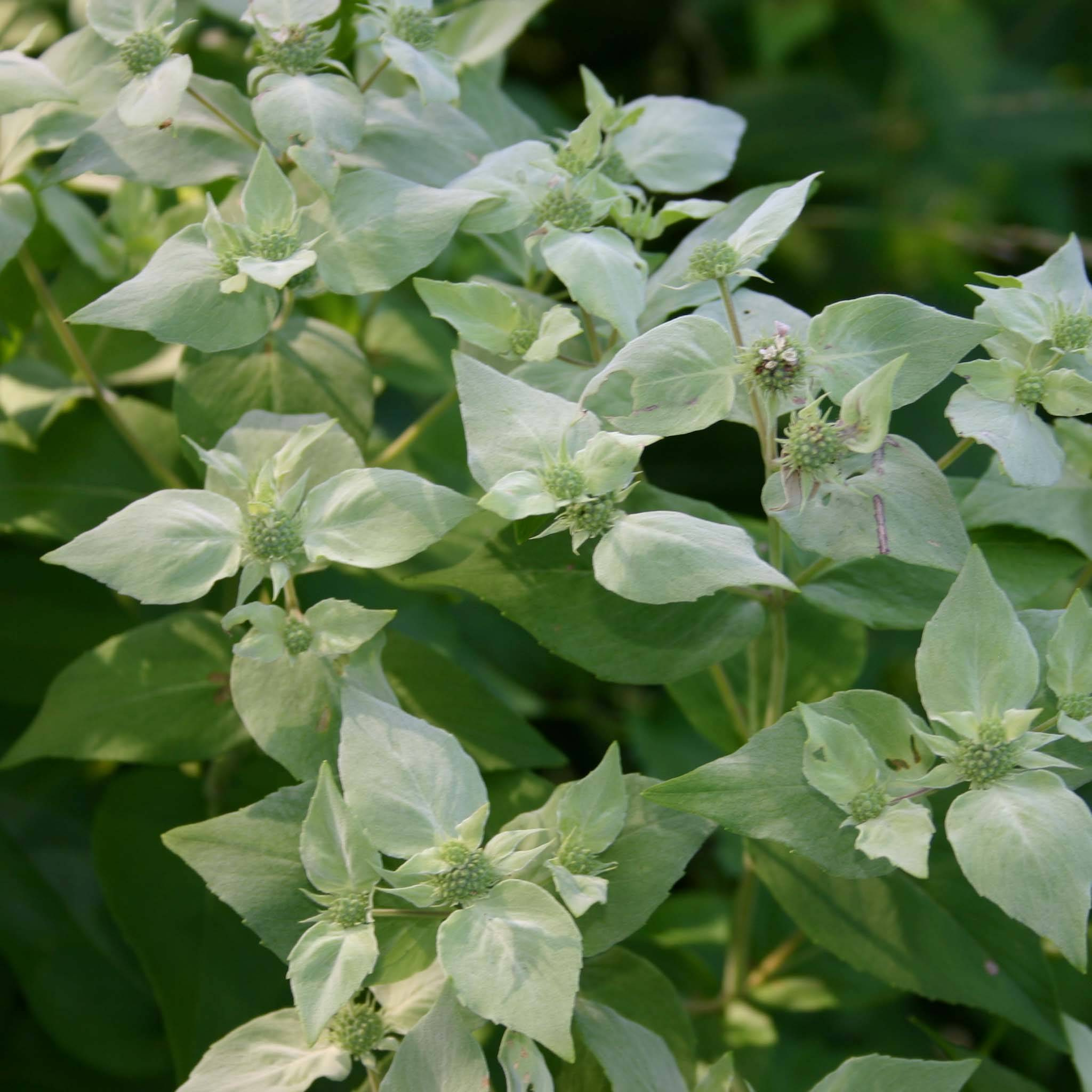 Menthe des montagnes - Pycnanthemum muticum Godet de 8/9 cm