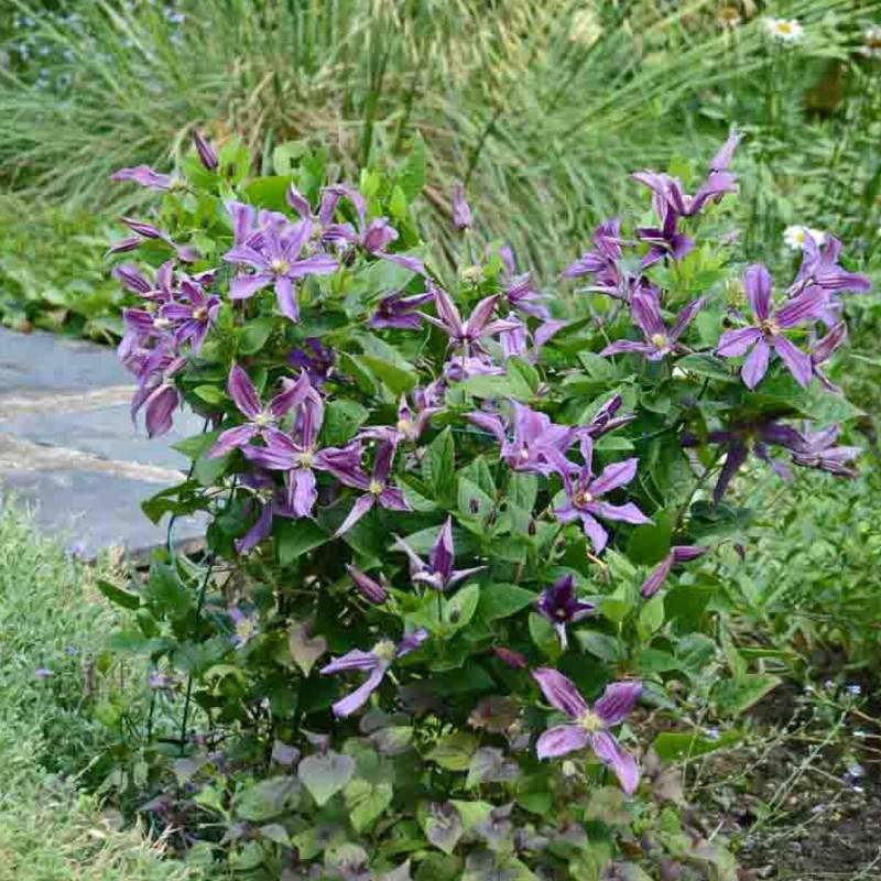 Clématite SAPHYRA® Estrella 'Cleminov27' à fleurs Violette - feuillage Caduc - Godet - 5/20 cm-  hauteur à maturité De 1,00 m à 1,50 m - Imagen 5