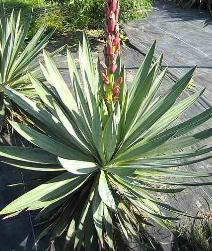 0 - Yucca gloriosa (Dague espagnole) Pot de 25L - 80/100cm - Image 2